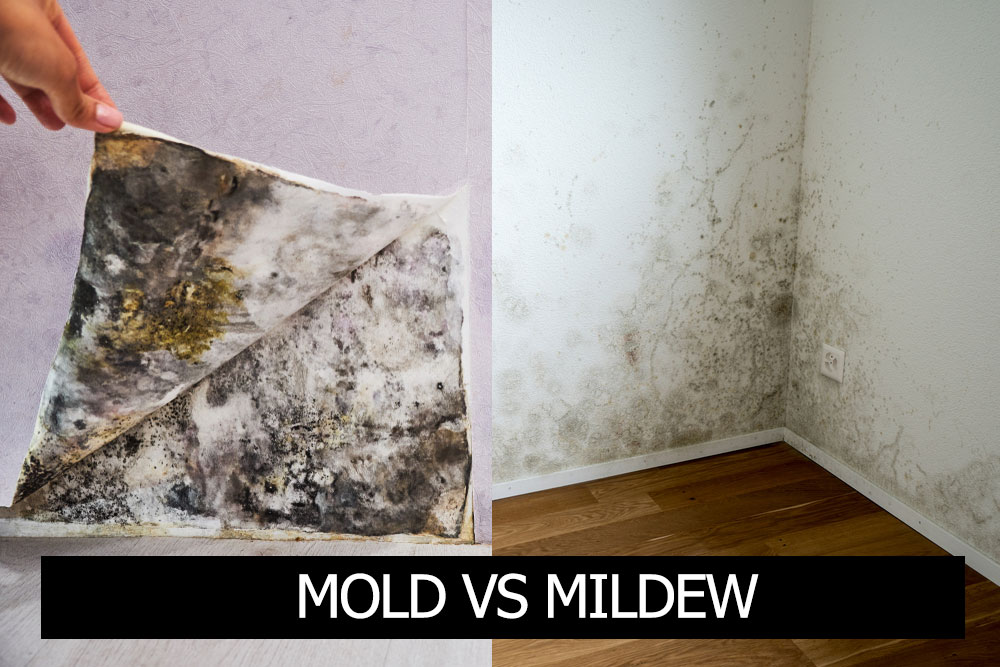 Mold on Food Vs. Mold on Walls