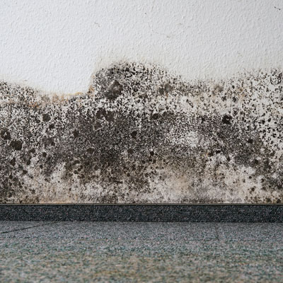 Mold Damage Problem Removal