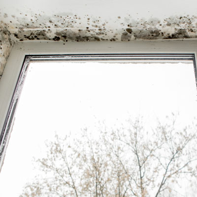 Mold Damage Restoration Services