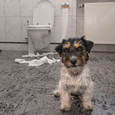 Bad odors from pets in your homes