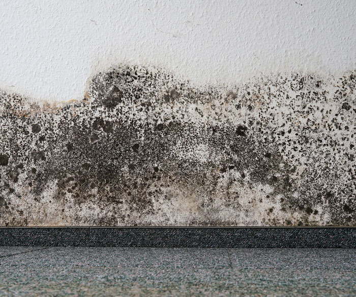 Residential Mold Damage and Removal