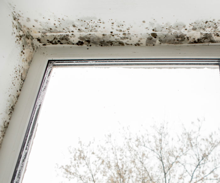 Mold Damage in homes