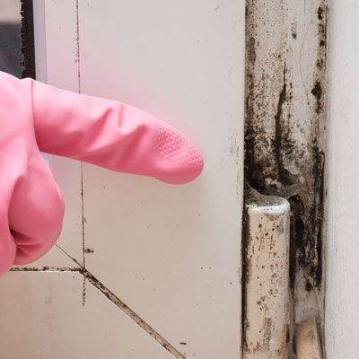 Mold Detection and where it comes from
